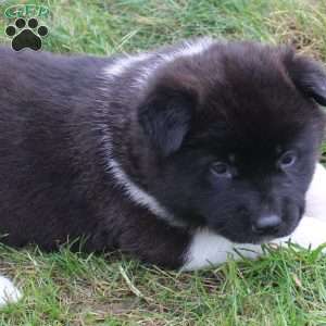AKC Biscuit, Akita Puppy